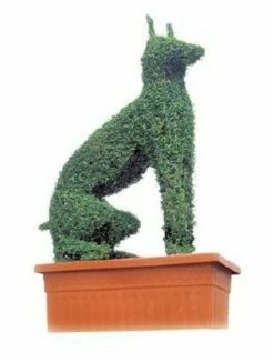 Dobermann (Ligustrum Delavayanum)