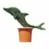 Baby Dolphin (Ligustrum Delavayanum) -DIRECTPLANT Winkel 20060529152418 1 1