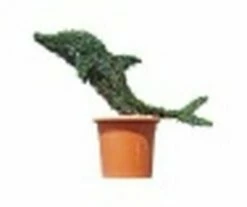 Baby Dolphin (Ligustrum Delavayanum)