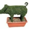 Pig (Ligustrum Delavayanum) -DIRECTPLANT Winkel 20060529163058 2 1