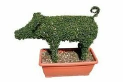 Pig (Ligustrum Delavayanum)