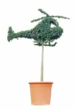 Helicopter (Ligustrum Delavayanum)