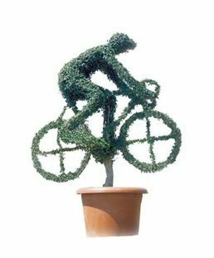 Cyclist (Ligustrum Delavayanum) 3 Cyclist (Ligustrum Delavayanum)