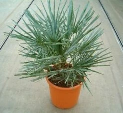 Dwergpalm (Chamaerops Humilis 'Cerifera') -DIRECTPLANT Winkel 20060622161932 2