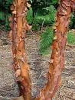 Papieresdoorn (Acer Griseum) -DIRECTPLANT Winkel 20070629145511 5