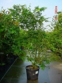 Japanse Esdoorn (Acer Palmatum) -DIRECTPLANT Winkel 20070701212919 11