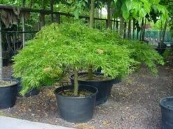 Japanse Esdoorn (Acer Palmatum 'Dissectum') -DIRECTPLANT Winkel 20070701221729 11 1