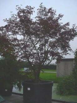 Japanse Esdoorn (Acer Palmatum 'Bloodgood') -DIRECTPLANT Winkel 20070701222051 12