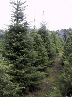 Koreaanse Zilverspar (Abies Koreana) -DIRECTPLANT Winkel 20070701225427 6