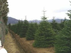 Nordmann-spar (Abies Nordmanniana) -DIRECTPLANT Winkel 20070701225556 21