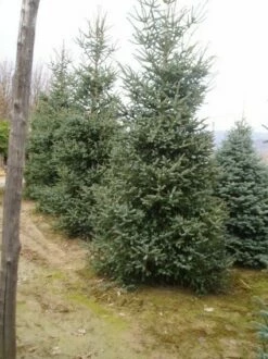 Spaanse Den (Abies Pinsapo 'Glauca') -DIRECTPLANT Winkel 20070701230024 6