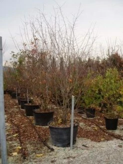 Canadese Krentenboom (Amelanchier Canadensis) -DIRECTPLANT Winkel 20070703144512 4