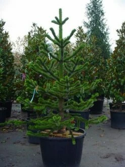 Apeboom (Araucaria Araucana) -DIRECTPLANT Winkel 20070704140843 17