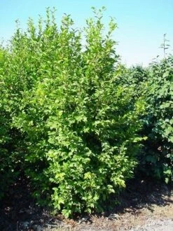 Camelia (Camellia Sasanqua) -DIRECTPLANT Winkel 20070711001711 18 9 9 1