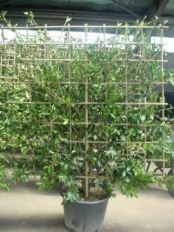 Camelia Als Leivorm (Camellia Japonica) -DIRECTPLANT Winkel 20070711003328 3