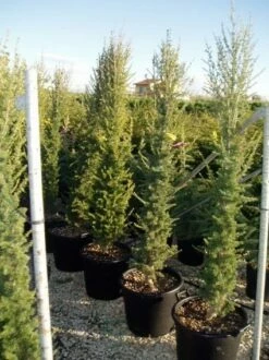 Zuilvormige Ceder (Cedrus Libani 'Fastigiata') 28 Zuilvormige Ceder (Cedrus Libani 'Fastigiata') -DIRECTPLANT Winkel 20070814180447 10