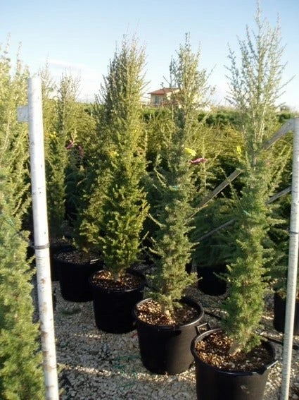 Zuilvormige Ceder (Cedrus Libani 'Fastigiata') 14 Zuilvormige Ceder (Cedrus Libani 'Fastigiata') - Afbeelding 12