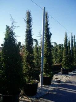 Zuilvormige Ceder (Cedrus Libani 'Fastigiata') 20 Zuilvormige Ceder (Cedrus Libani 'Fastigiata') -DIRECTPLANT Winkel 20070814180521 11