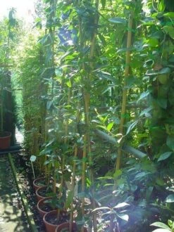 Bosrank, Groenblijvend (Clematis Armandii) -DIRECTPLANT Winkel 20070814193958 5