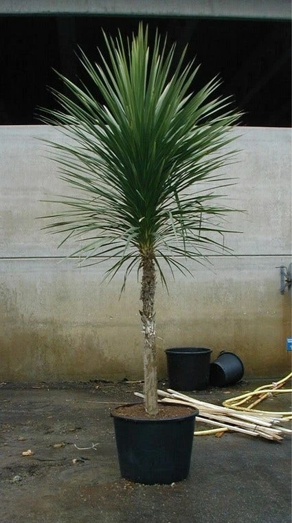 Cordyline (Cordyline Australis) 7 Cordyline (Cordyline Australis) - Afbeelding 5