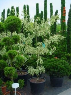 Reuzenkornoelje (Cornus Controversa 'Variegata') -DIRECTPLANT Winkel 20070903144245 7 1