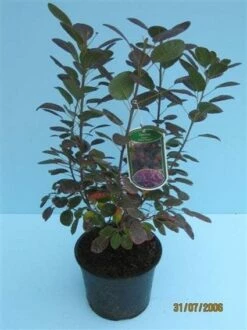 Pruikenboom Als Struik (Cotinus Coggygria 'Royal Purple') 14 Pruikenboom Als Struik (Cotinus Coggygria 'Royal Purple') -DIRECTPLANT Winkel 20070905160525 15