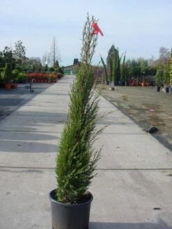 Italiaanse Cypres (Cupressus Sempervirens 'Stricta') -DIRECTPLANT Winkel 20070911191955 15