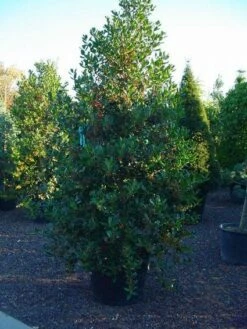 Hulst (Ilex Aquifolium J.C. Van Tol) -DIRECTPLANT Winkel 20070923222216 11 1