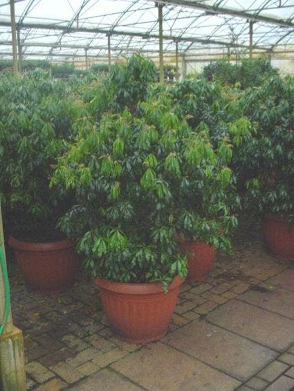 Rotsheide (Pieris Japonica) 4 Rotsheide (Pieris Japonica) - Afbeelding 2