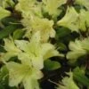 Dwergrhododendron (Rhododendron 'Princess- Anne') -DIRECTPLANT Winkel 20071114100749 1 1
