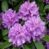 Rhododendron (Rhododendron Catawbiense 'Boursault') -DIRECTPLANT Winkel 20071114115313 1 1