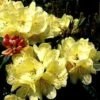 Rhododendron (Rhododendron 'Ehrengold') -DIRECTPLANT Winkel 20071114123231 2