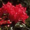 Rhododendron (Rhododendron 'Halfdan Lem') -DIRECTPLANT Winkel 20071114132435 2 2