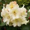 Rhododendron (Rhododendron 'Horizon Monarch')