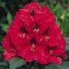 Rhododendron (Rhododendron 'Lord Roberts') -DIRECTPLANT Winkel 20071114152649 2 2