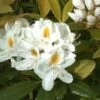 Rhododendron (Rhododendron 'Madame Masson') -DIRECTPLANT Winkel 20071114153529 2