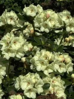 Rhododendron (Rhododendron 'Flava')
