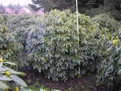 Rhododendron (Rhododendron Catawbiense 'Boursault') -DIRECTPLANT Winkel 20071119223754 16 1
