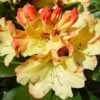 Rhododendron (Rhododendron 'Nancy Evans') -DIRECTPLANT Winkel 20071120164505 1 1
