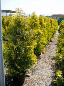 Thuja (Thuja Occidentalis 'Sunkist')
