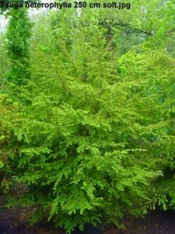 Westelijke Hemlockspar (Tsuga Heterophylla)