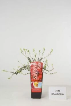Veenbes (Vaccinium Macrocarpon Cranberry)