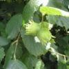 Hazelaar/Hazelnoot (Corylus Avellana 'Halle'sche Riesen') -DIRECTPLANT Winkel 20080417161626 1