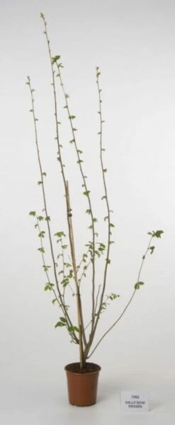 Hazelaar/Hazelnoot (Corylus Avellana 'Webb's Prize Cob') -DIRECTPLANT Winkel 20080417161730 1