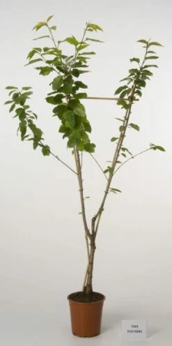 Duo-kers (Hedelfinger/Meikers)