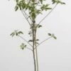 Mini-appel (Malus Domestica 'Mini') -DIRECTPLANT Winkel 20080527215124 1