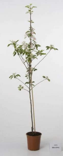 Mini-appel (Malus Domestica 'Mini')