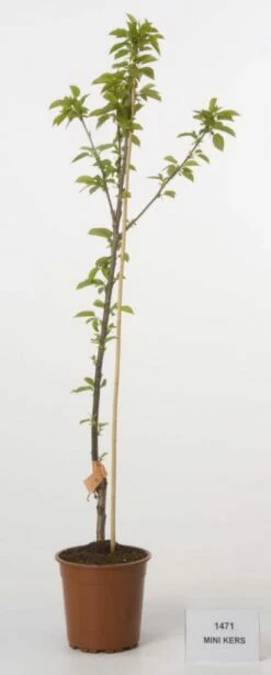 Mini-kers (Prunus Avium(mini))
