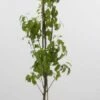 Mini-peer (Pyrus Communis (mini)) -DIRECTPLANT Winkel 20080527215616 1