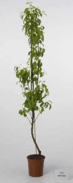 Mini-peer (Pyrus Communis (mini))
